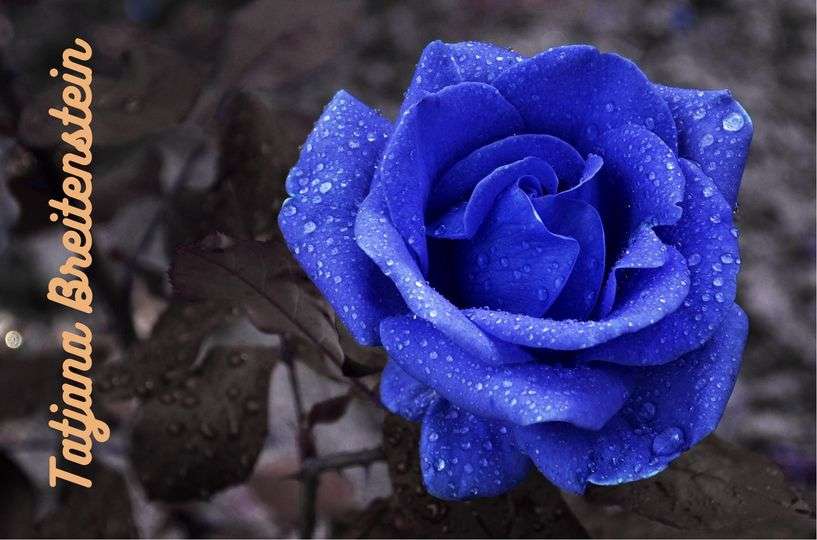 blaue rose – TCG-Ohof