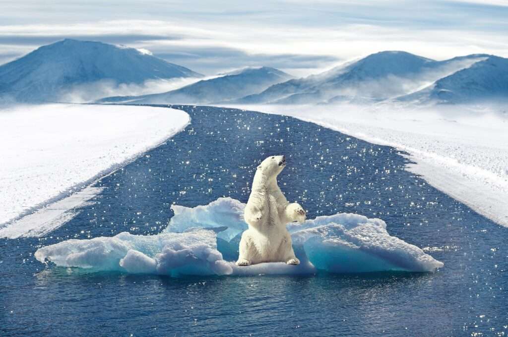 Icebear x – TCG-Ohof